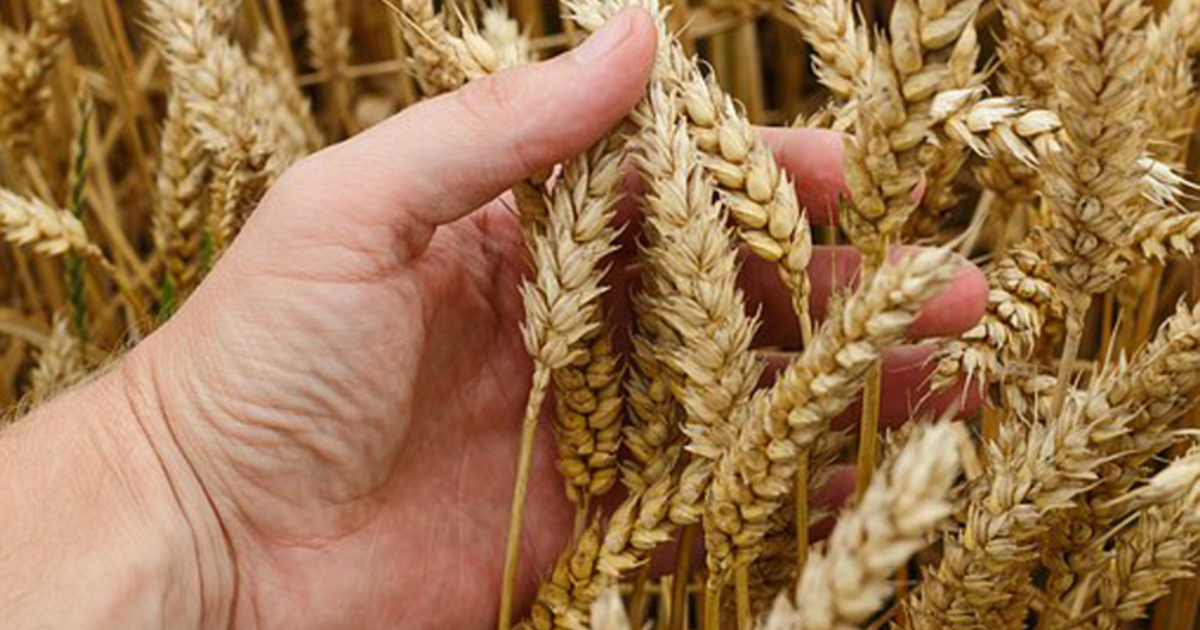 Возможность реализовывать свою продукцию прямо на участках может появиться у фермеров Приангарья