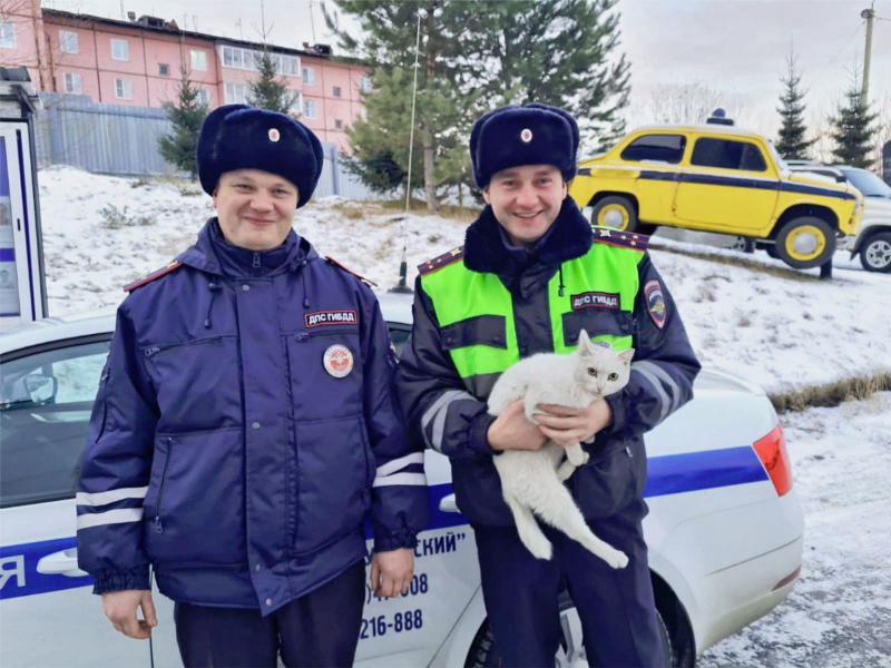 В Тулуне сотрудники Госавтоинспекции спасли кошку, просидевшую на дереве трое суток