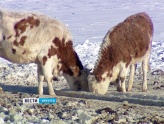 Вода исчезла из скважин Баяндаевского района