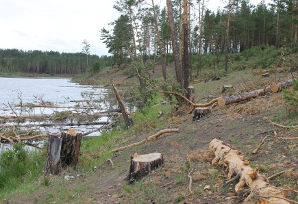Активисты выявили новые незаконные вырубки леса в Иркутском районе